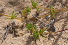 Leptosiphon chrysanthus decorus