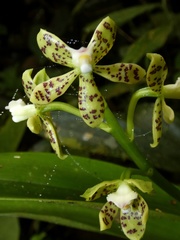 Prosthechea crassilabia