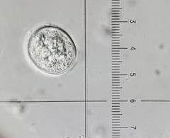 Aleurodiscus amorphus