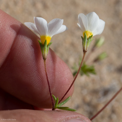 Leptosiphon chrysanthus decorus