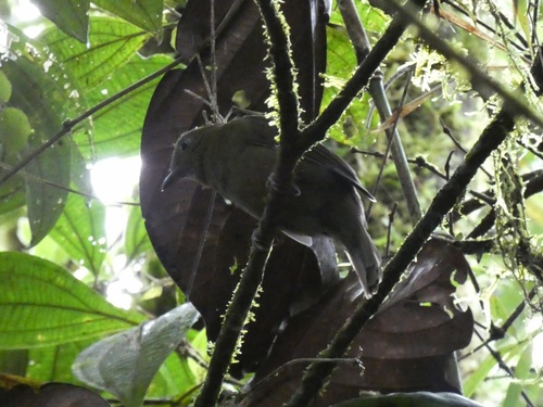 Northern Schiffornis (Schiffornis veraepacis), photo 4