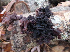 Phaeotremella frondosa