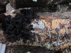 Phaeotremella frondosa