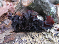Phaeotremella frondosa