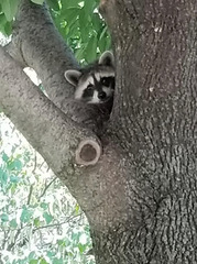 Procyon lotor
