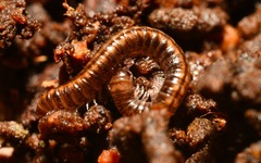 Brachyiulus pusillus