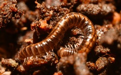 Brachyiulus pusillus