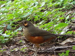 Turdus rufiventris