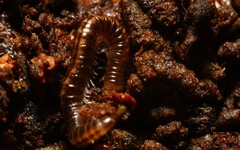 Brachyiulus pusillus