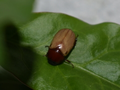 Cyclocephala melanocephala