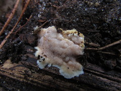 Physisporinus pouzarii