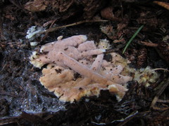 Physisporinus pouzarii