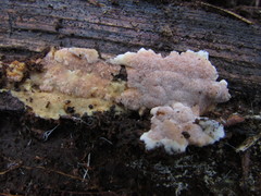 Physisporinus pouzarii