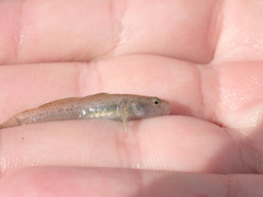 Rhinogobius rubromaculatus