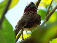 Zonotrichia capensis