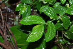Elatostema stipitatum