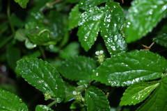 Elatostema stipitatum