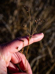 Cladium mariscoides