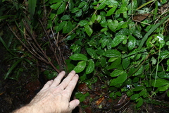 Elatostema stipitatum