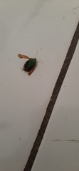 Pentatomidae
