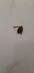 Pentatomidae