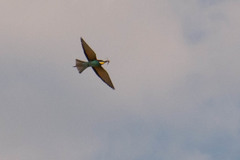 Merops apiaster
