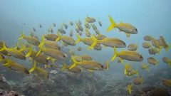 Mulloidichthys vanicolensis