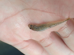 Rhinogobius candidianus