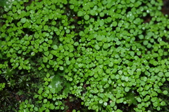 Callitriche muelleri