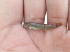 Rhinogobius candidianus
