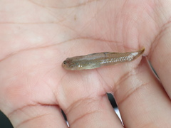 Rhinogobius candidianus