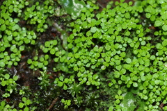 Callitriche muelleri