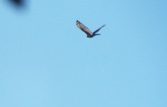 Spizaetus tyrannus