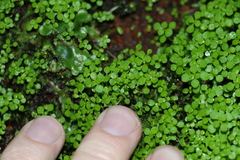 Callitriche muelleri