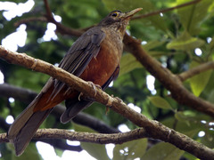 Turdus rufiventris