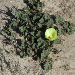 Cienfuegosia sulphurea