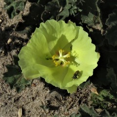 Cienfuegosia sulphurea