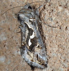 Chrysodeixis argentifera