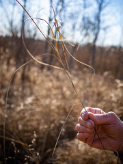 Carex sartwellii