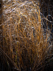 Carex sartwellii