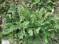 Erodium cicutarium cicutarium