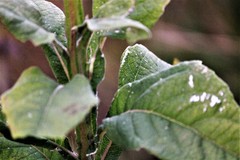 Verbesina microptera