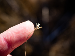 Rhynchospora capillacea