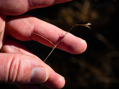 Rhynchospora capillacea