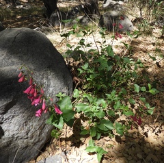 Penstemon pseudospectabilis