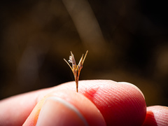 Rhynchospora capillacea