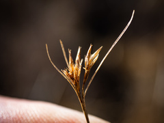 Rhynchospora capillacea