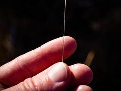 Rhynchospora capillacea