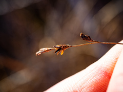 Triglochin palustris