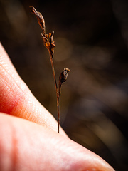 Triglochin palustris